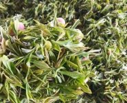 臨沂特產送人必買清單？